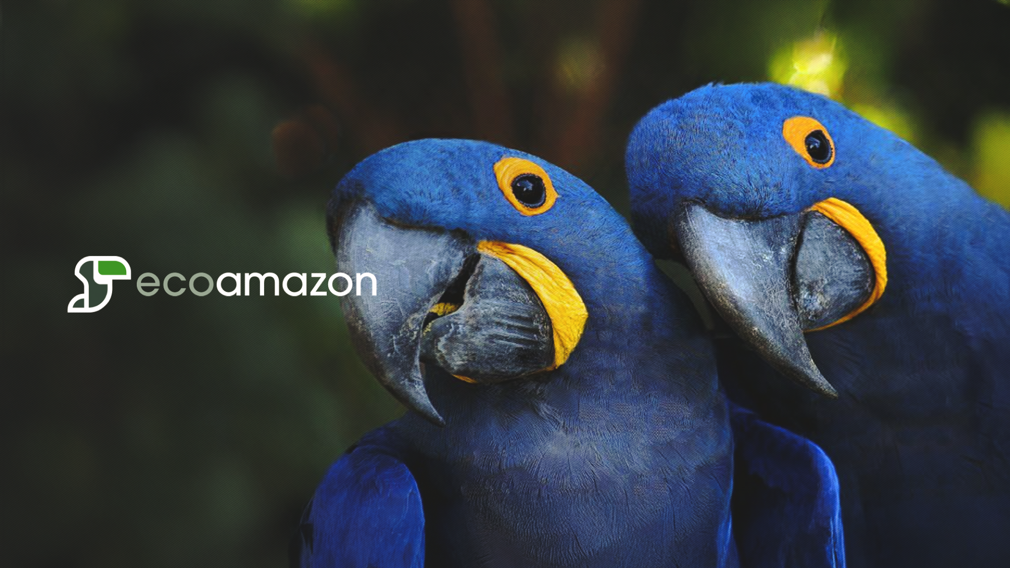 Imagens aéreas no projeto ecoAmazon.